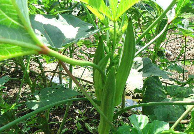 秋葵▲它是一种天然的“雄性激素”, 坚持1周2次, 帮助男人醒“肾”