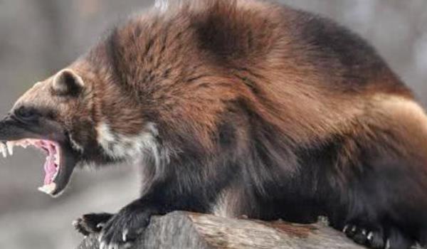 【】人们常说狼狈为奸，狼都认识那么狈又是啥动物? 你可能猜不到