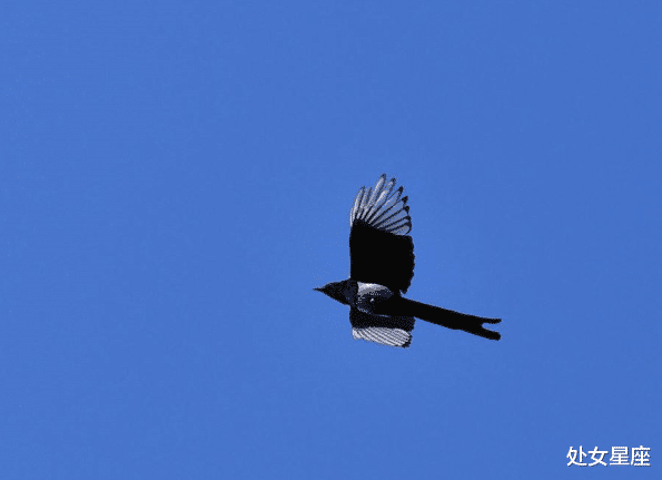 「生肖」大日如来庇佑:天生有横财运,最中大奖的3大生肖