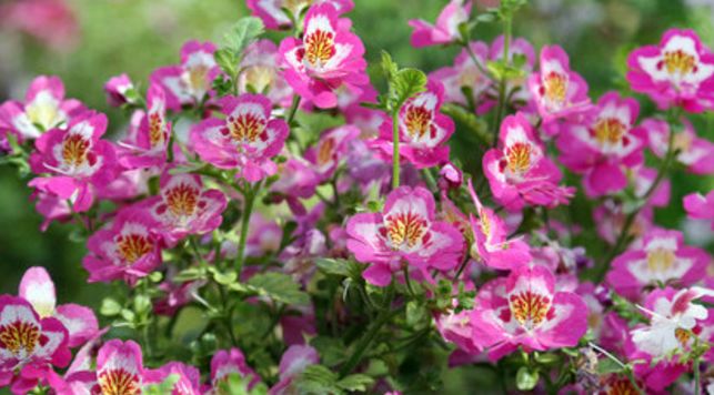 「运势」财神爷相助！4个属相，5月必定能够转运得横财，腰包大鼓！