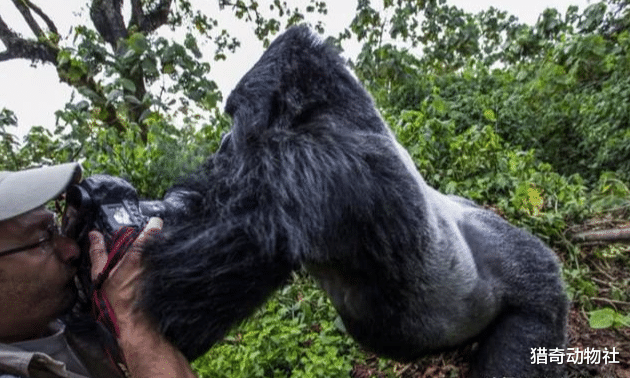 ▲为什么吃肉的人类，还没有吃素的大猩猩强壮？
