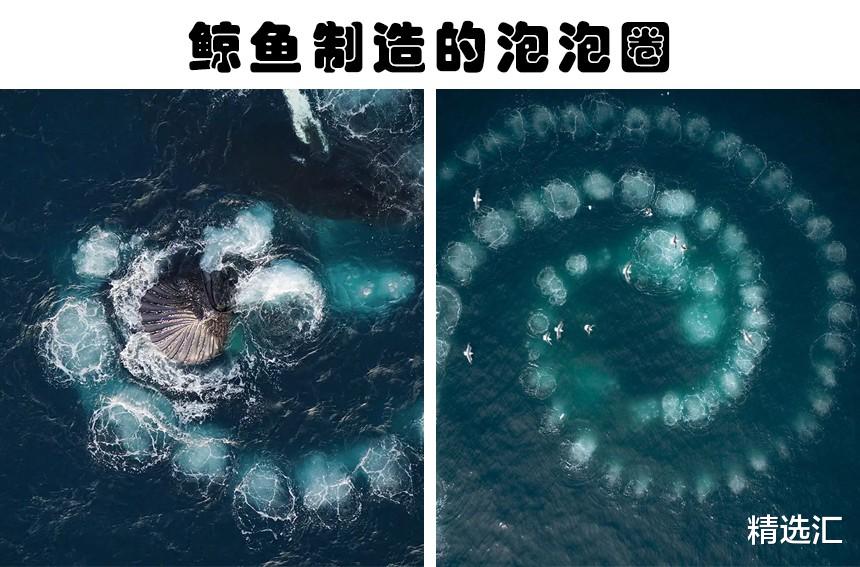 黑猩猩|罕见事实：迄今为止，你可能还没真正见过的6个有趣画面