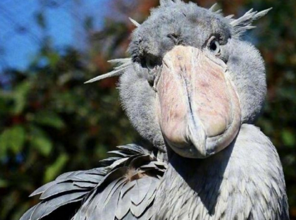 鲸头鹳|世界上最丑的鸟，喜欢“玩弄”鳄鱼，外表呆萌可惜已经濒临灭绝