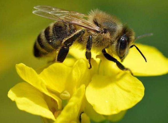 爱因斯坦|爱因斯坦7大预言:还3个未实现,但凡出现一个都是人类的劫难