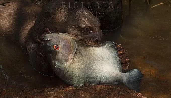 【食人鱼】亚马孙河现“水中狼”，一天要吃8斤鱼，不怕美洲豹，连凯门鳄也敢杀！