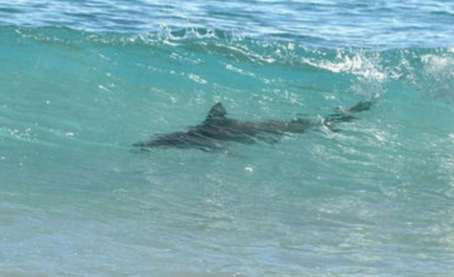 鲨鱼|沙滩上发现一条小鲨鱼，牙齿还没有长全，有点萌萌哒！