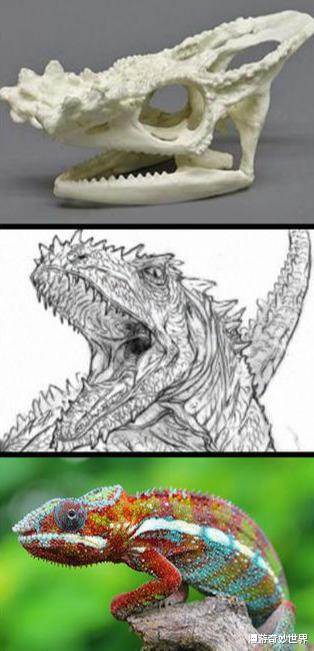 长征七号|动物的头骨和外形反差有多大？和预计的差太多了吧！