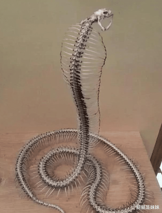 []五种生物死后的骨架，大熊猫是真丑