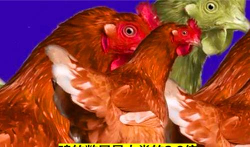 「海獭」12个看似很荒谬,但却真实存在这个世界的有趣冷知识