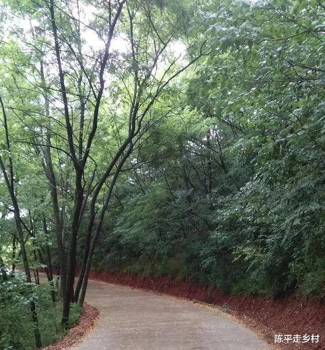 [秦岭]秦岭大山里的乡间道路，简直就是仙道，像穿越绿色的时空隧道一样