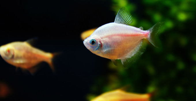 绵阳|养鱼和钓鱼哪个开销更大?