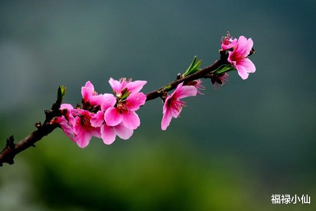 属狗|10月寒露至，凉意四起，有3个生肖的“事业桃花”却迎来暖意，良缘可成