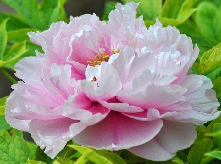 生肖|89月底“行大运”,大红大紫,“赚大钱、发大财”的3大生肖