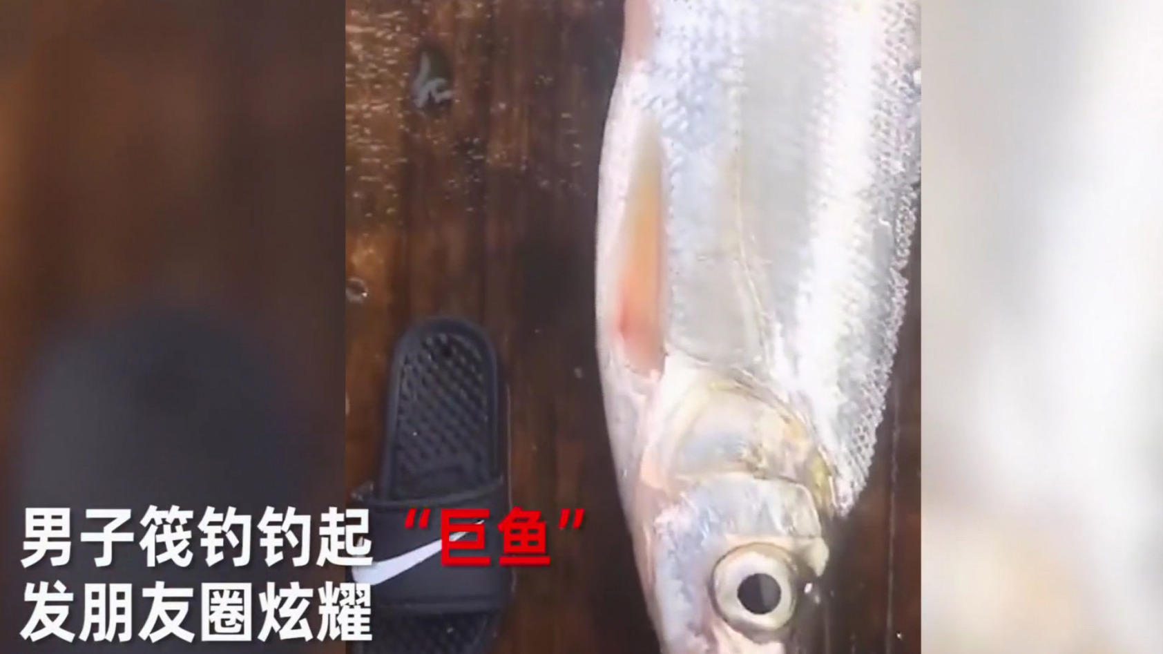 ▲男子钓鱼钓到“巨”鱼兴奋发朋友圈炫耀,鱼:你这么装我死不瞑目