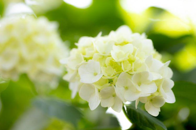 万事如意|8月开始横财发，双喜临门，贵人助力，风调雨顺的4生肖