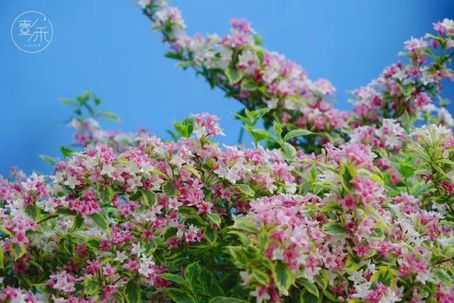 子木|沙地花园，低维护成本的花园设计