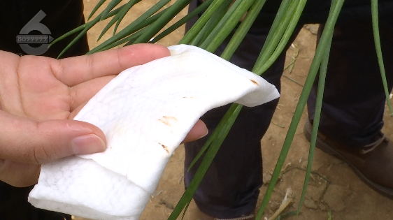 李佳惠说 昆明市场出现的“掉色葱”全部下架！来源基本明确