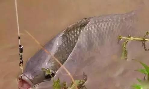 荆州@勤学苦练之后，钓技还是不提高，看看是不是这几个原因