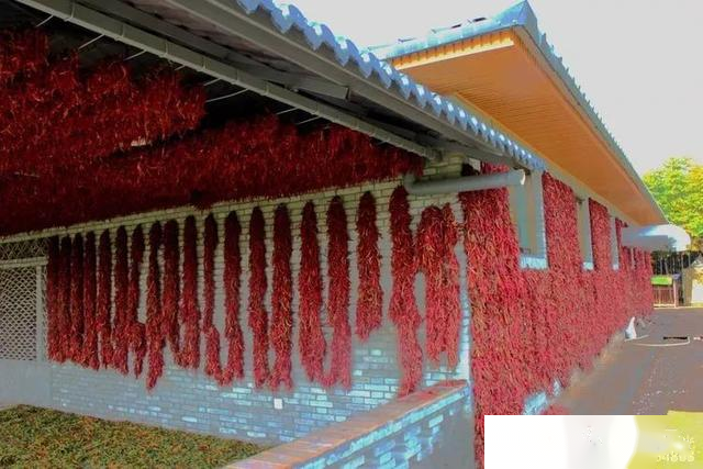 实拍：兴平渭水边，挂满红辣椒的庭院...