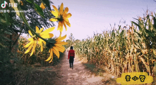 狐狸|河南李子柒火了？连央视都点赞！