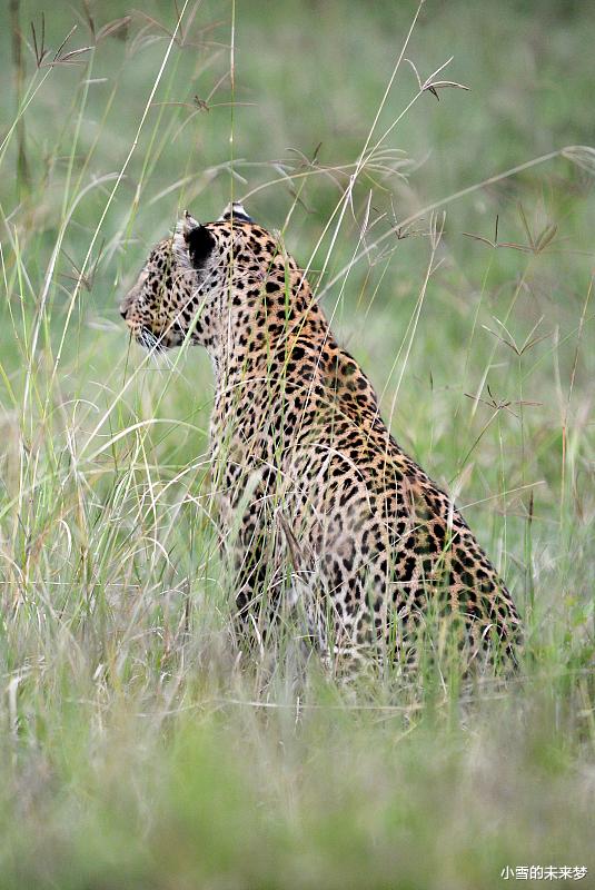 豹子|豹子的战力排行版!