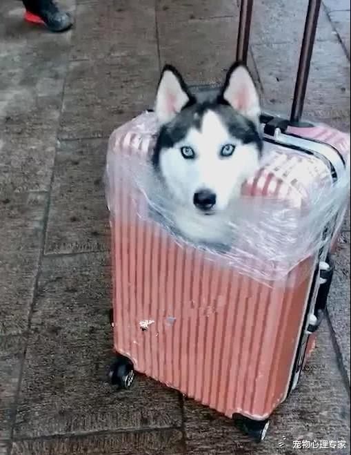 女孩拉着一个狗头行李箱，还以为是摆设，凑近一瞧忍不住翻白眼
