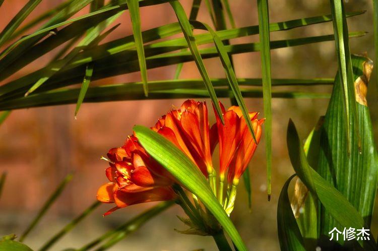 生肖|最近三天，有财星入命，被好运笼罩，事业高升，开启新生活的生肖