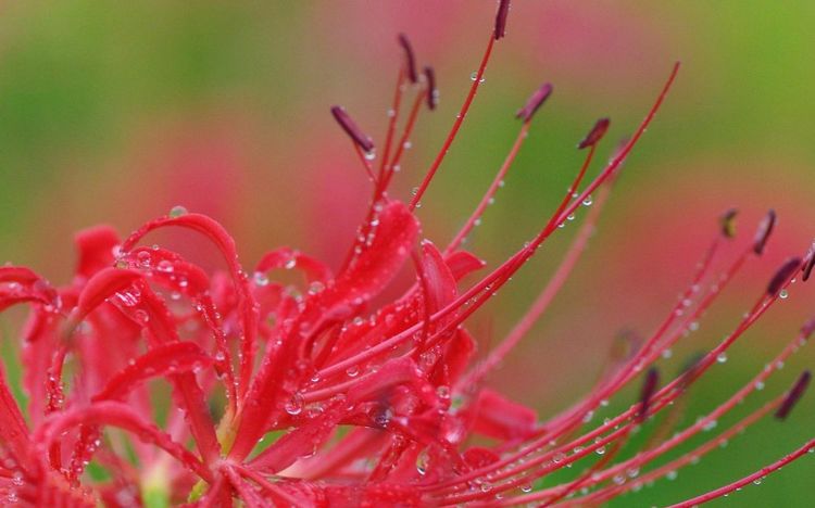 双鱼座|九月份期间的四大星座爱情运势:桃花运爆棚,真爱如约而至!