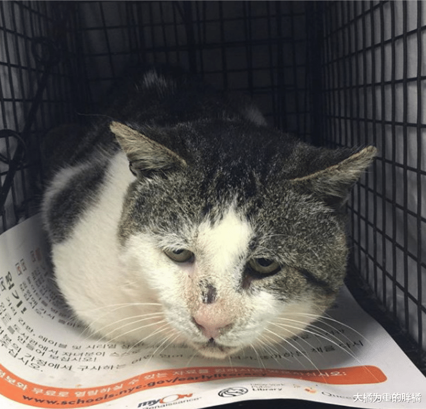 流浪猫在外生活了8年，还照顾了小黑猫，却对接济它的人很不友好