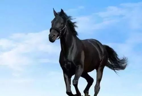 属马：“马马马”7日内“金银滚滚来”，不得了噢！