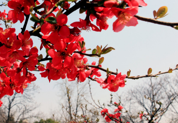 狮子座|进入8月份,4属相运势上上吉,事业红火,大赚特赚,越过越幸福