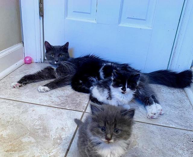 家中闯入4只猫，竟都得了猫艾滋，女孩接替去世猫妈妈照顾3只小猫