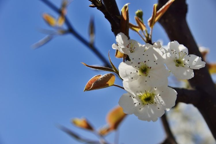 生肖|九月中旬,好运多,事业旺、桃花美,付出越多收获也多的四大生肖