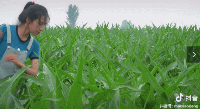 狐狸|河南李子柒火了？连央视都点赞！