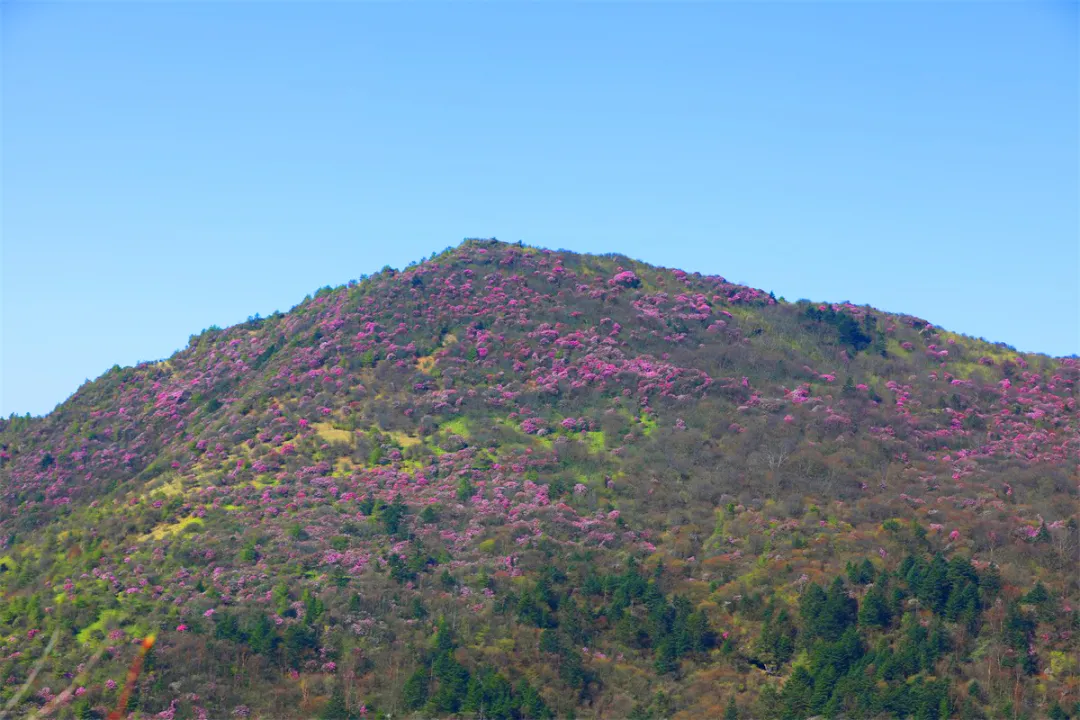 神农架▲高清大图丨高山草甸、万亩杜鹃……探绝美秘境小神农架