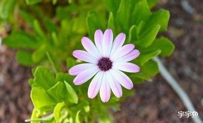 旧爱|本周运势还不错，好运不断，惊喜不断，将享受快乐生活的三大生肖