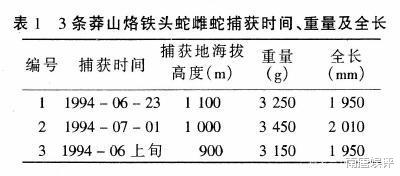 眼镜王蛇|中国特有的莽山烙铁头蛇,真的有比肩眼镜王蛇的体型和毒性吗?