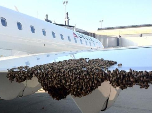 遠看似黃色麻袋，數千野蜂圍攻印度客機，背後的原因是什麼？-圖2