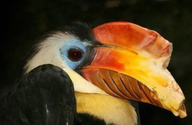 [生物考古]它头骨堪比黄金, 活着被残酷取骨, 取骨后痛死或饿死