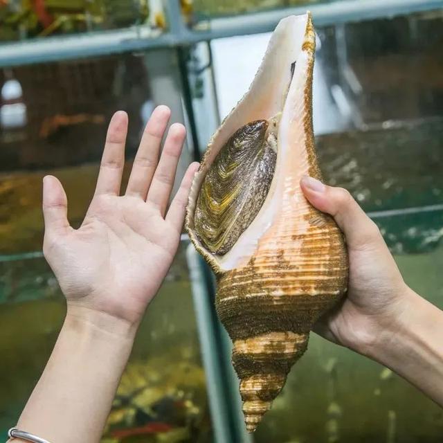 食材|全世界zui顶级的食材合集，你吃过几种，我竟然就吃过一种？