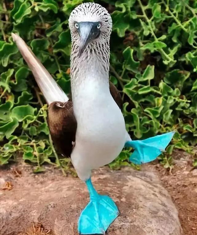 『』不开玩笑!林子大了,还真是什么鸟都有!