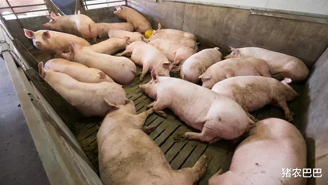 生猪价格|北方猪价“全面回落”,到底是怎么回事呢?3个坏消息到来!