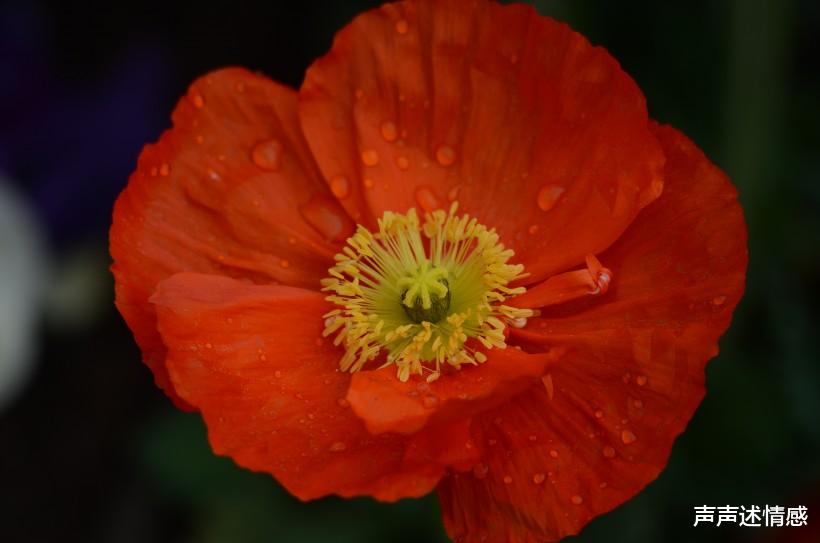 『生肖』7月降临，桃花蔓延，月老赐缘，与意中人牵手姻缘飞起的四大生肖