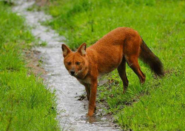 科学家:豺狼虎豹,排在最前面的豺到底是个啥?群豺秒杀群狼!