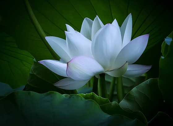 吉星|进入下周，4属相吉星伴身，喜鹊报喜，天赐吉运，生活顺风顺水