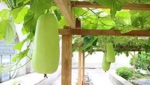 【购房置业】买房就要买顶楼，空气好又不会吵，还能多出一个这么漂亮的露台！