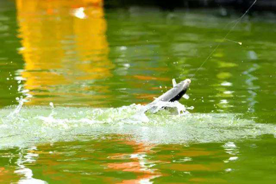 |有一种鱼可以和“长江三鲜”媲美，深受钓鱼人喜欢