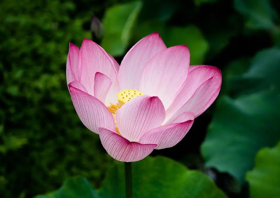 运势|恭喜！下半年，事业大吉大利，运势红火，功夫不负有心人的属相