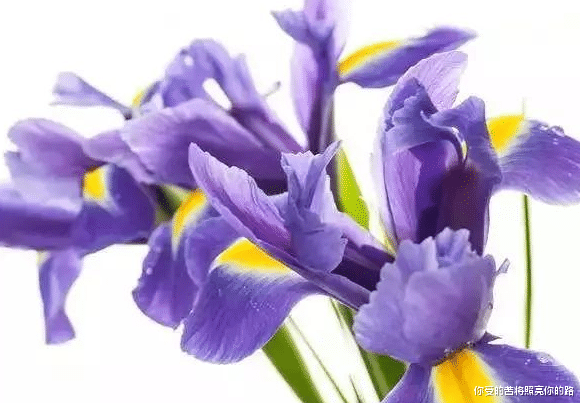 『霉运』4属相好运到霉运散，6月开始升职加薪有望，赚到盆满钵满