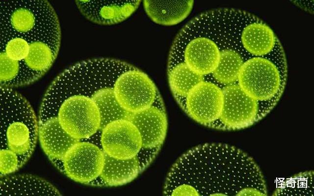 科学家@人类能出现在地球上有多幸运？九个“瞬间”让人庆幸